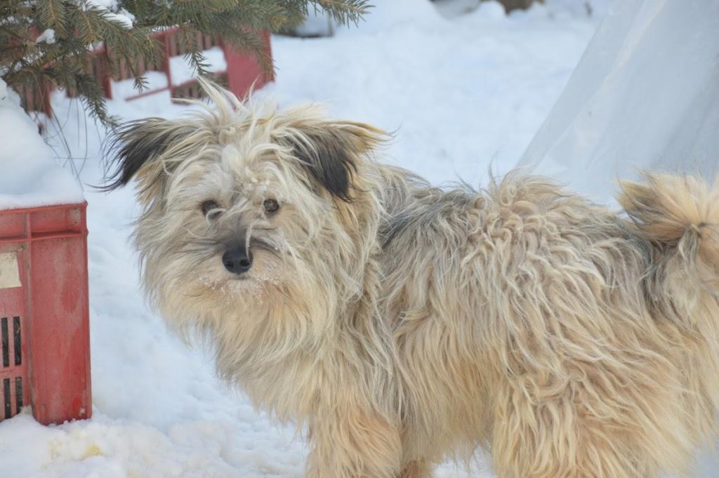 Hund-048