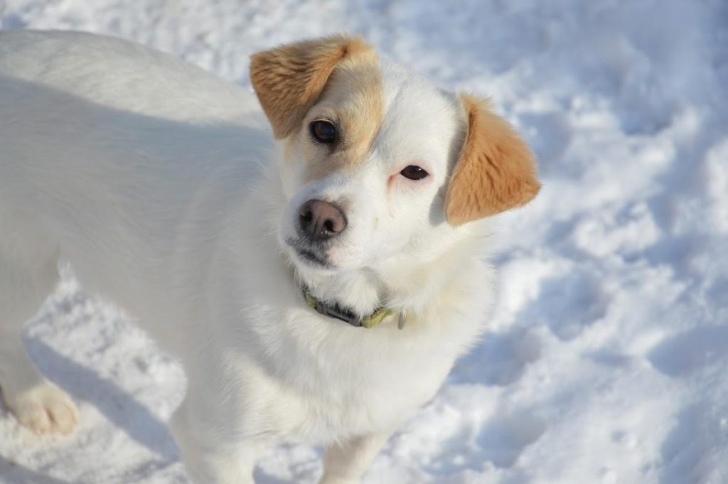 Hund-054