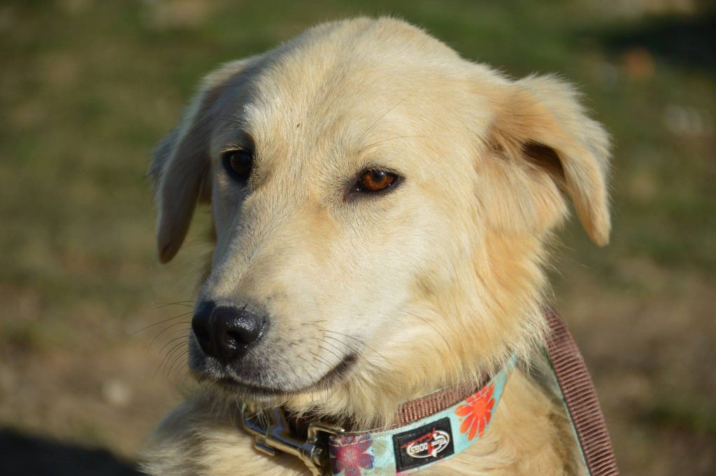 Hund-057