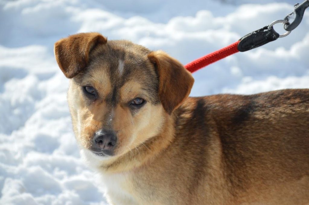 Hund-064