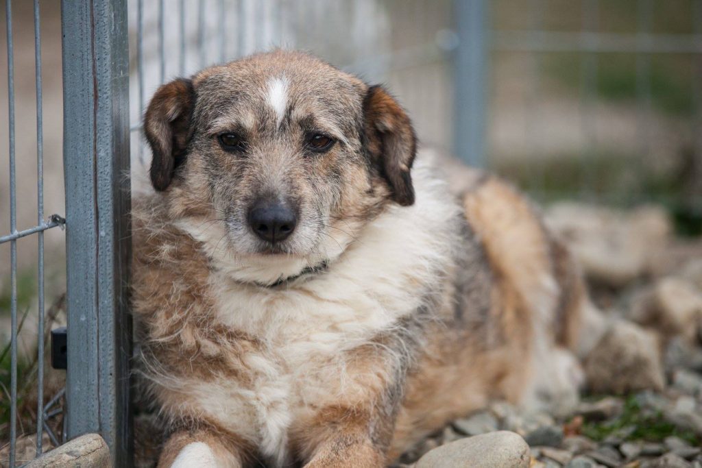 Hund-065