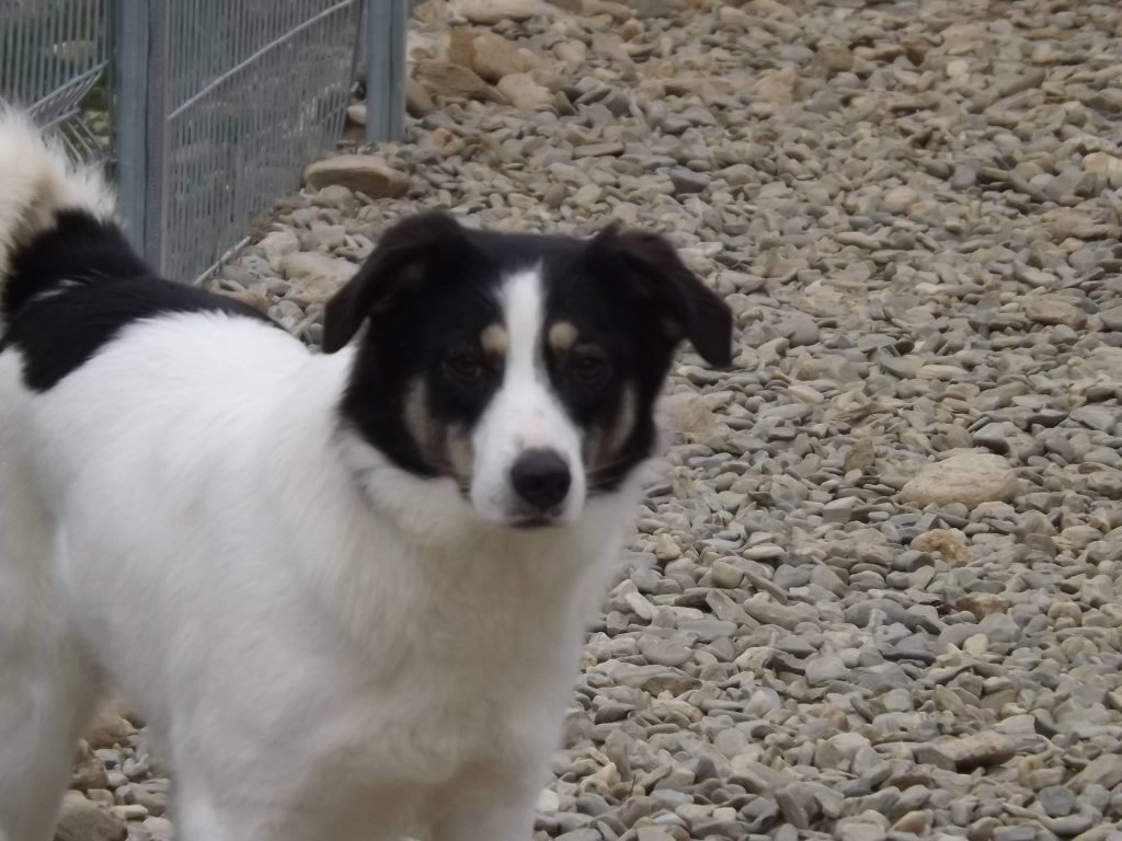 Hund-068