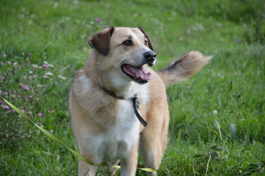 Hund-070