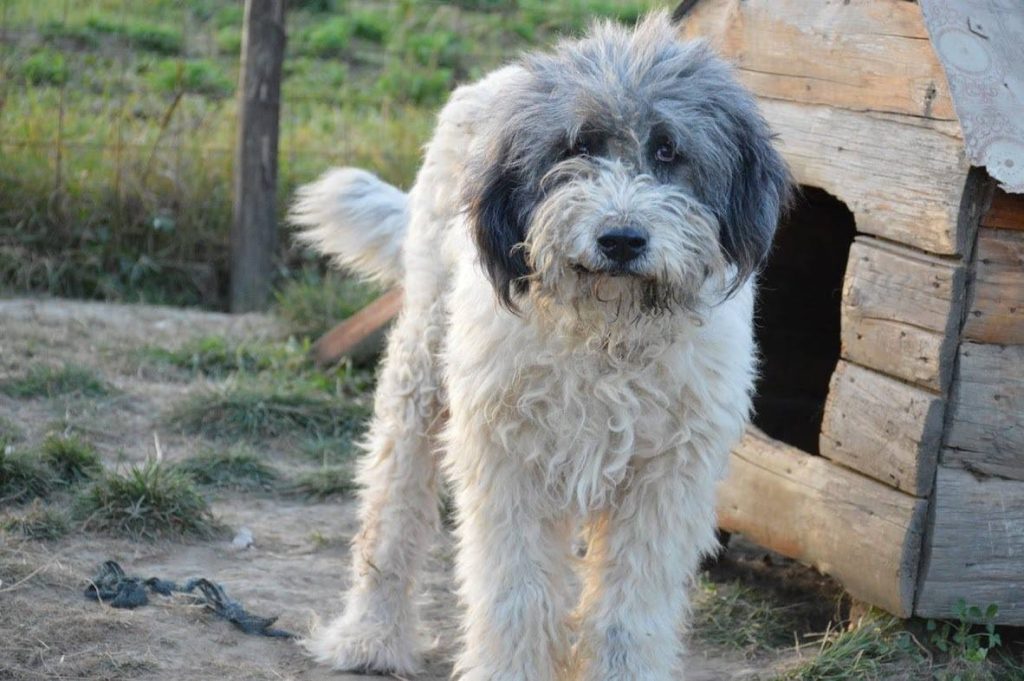 Hund-072