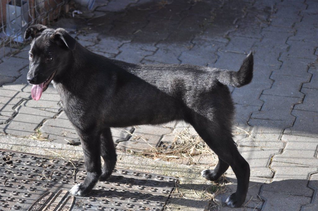 Hund-073