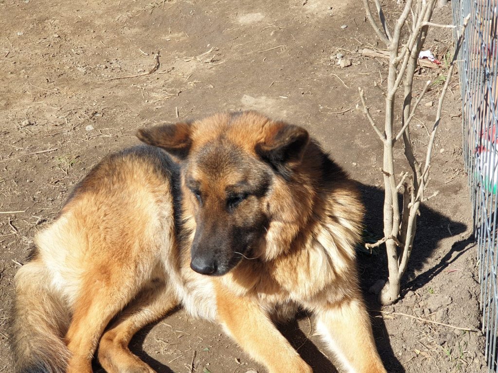 Hund-074