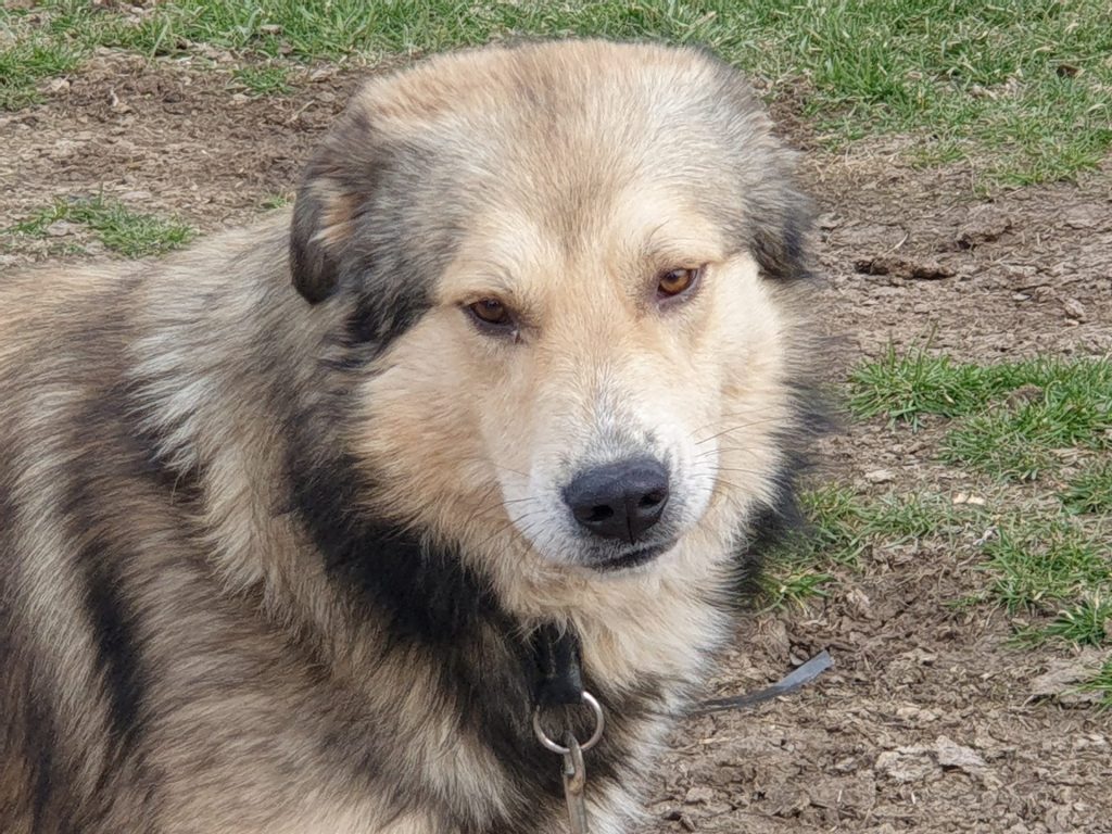 Hund-076