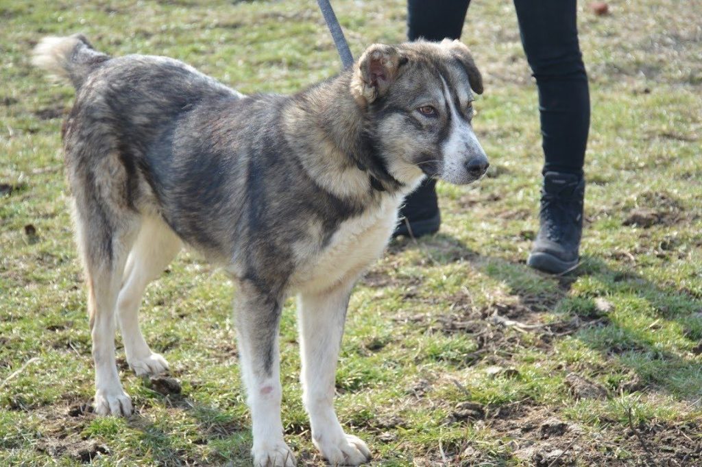 Hund-077