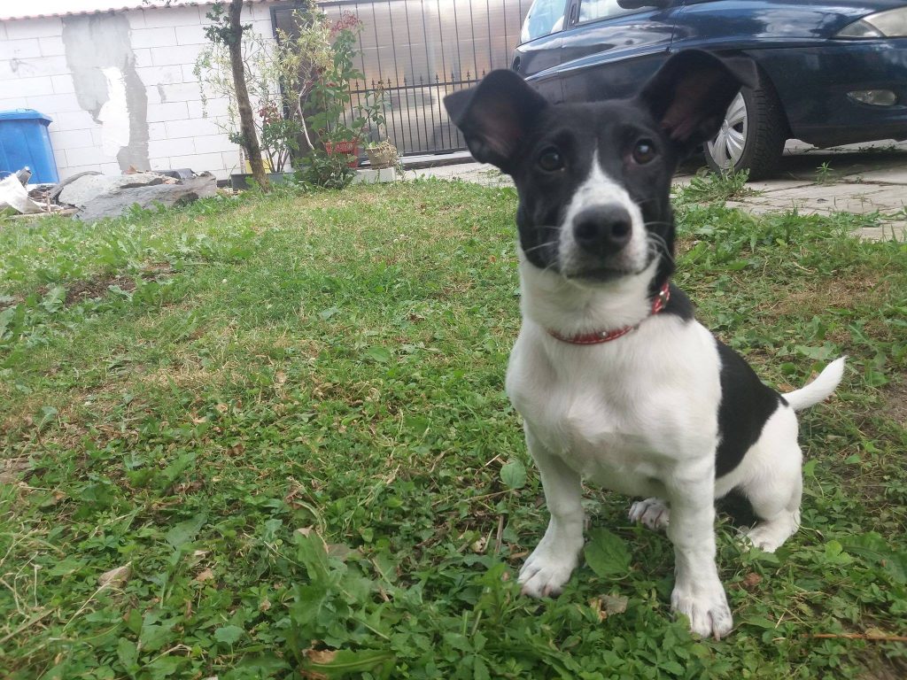 Hund-089
