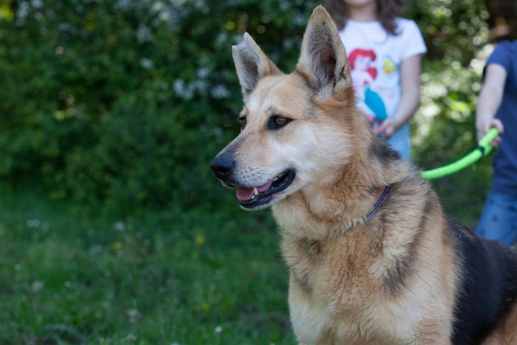 Hund-090