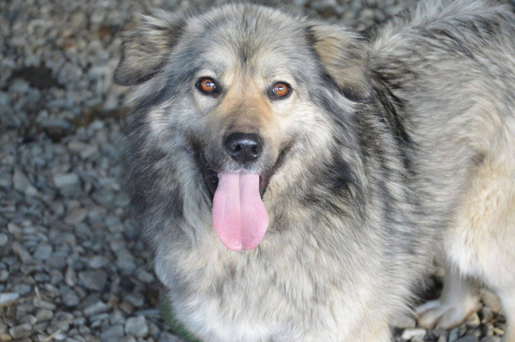 Hund-092