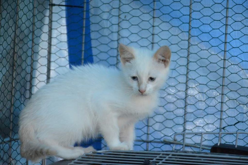 Katze-082
