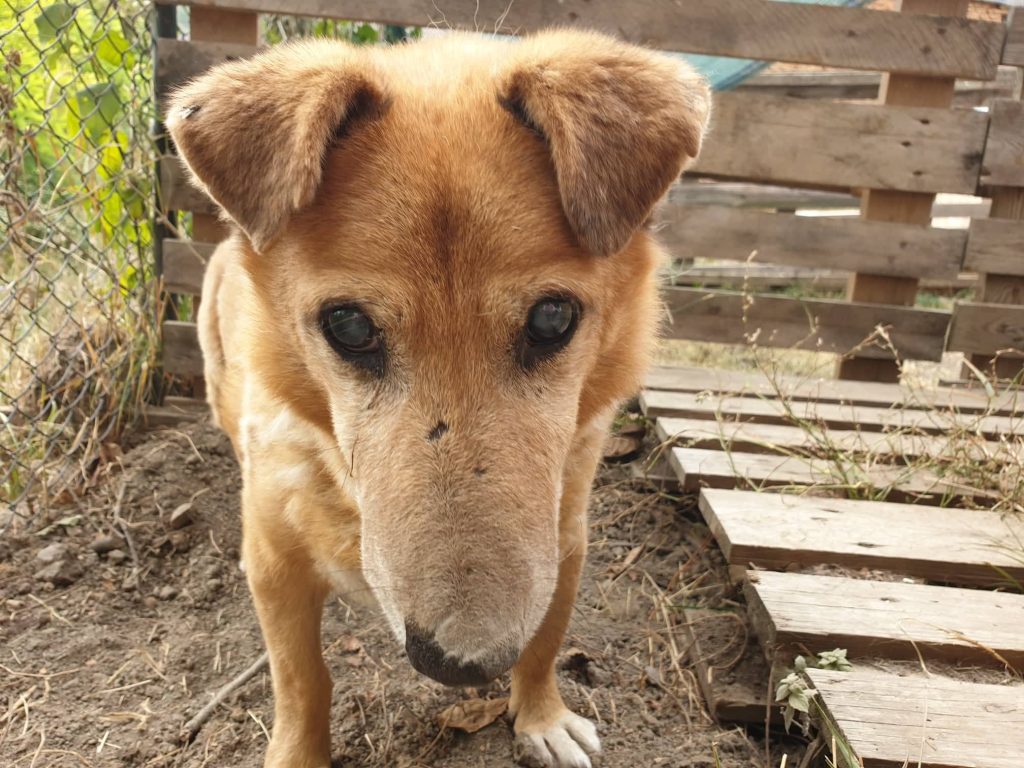Hund-096