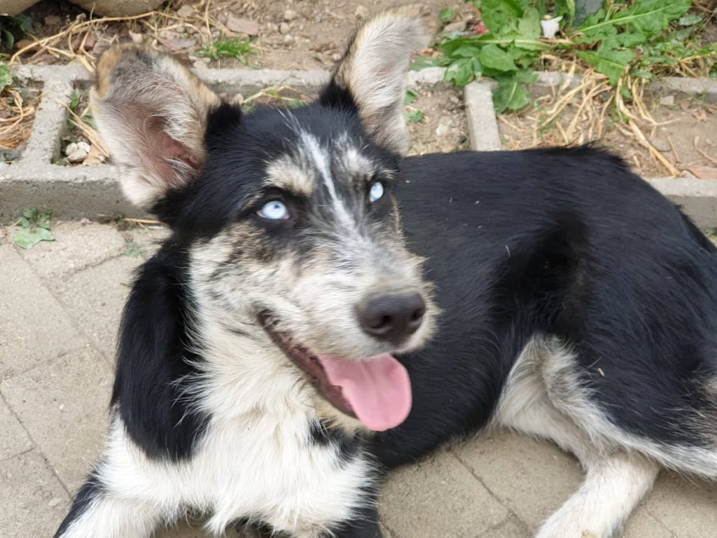 Hund-097