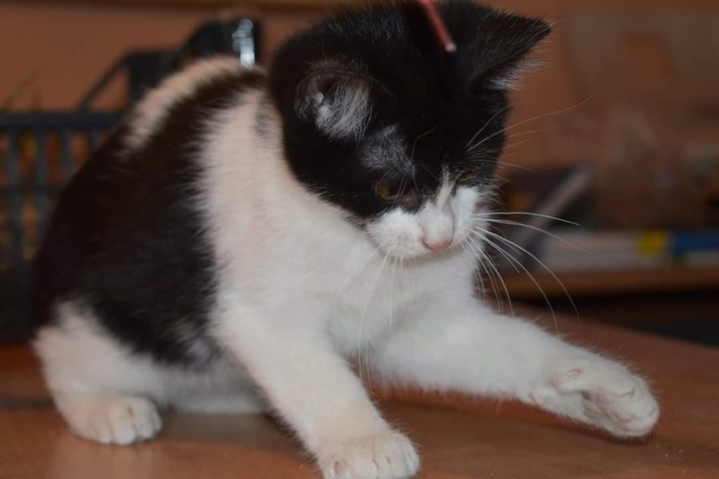 Katze-091