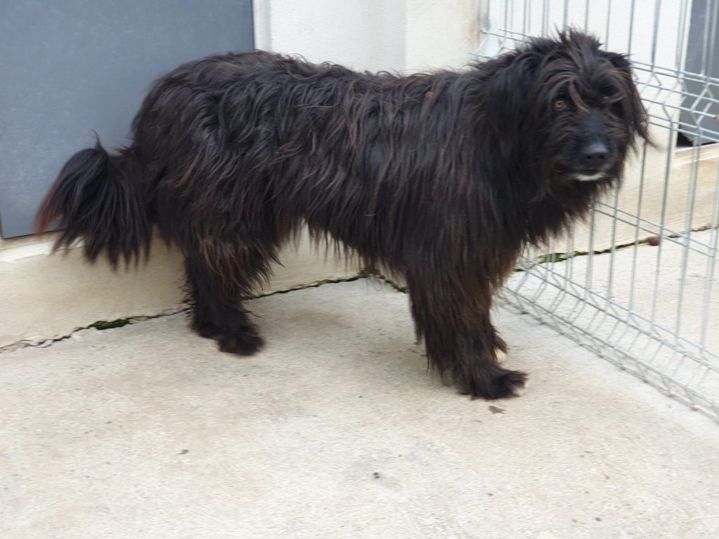 Hund-099