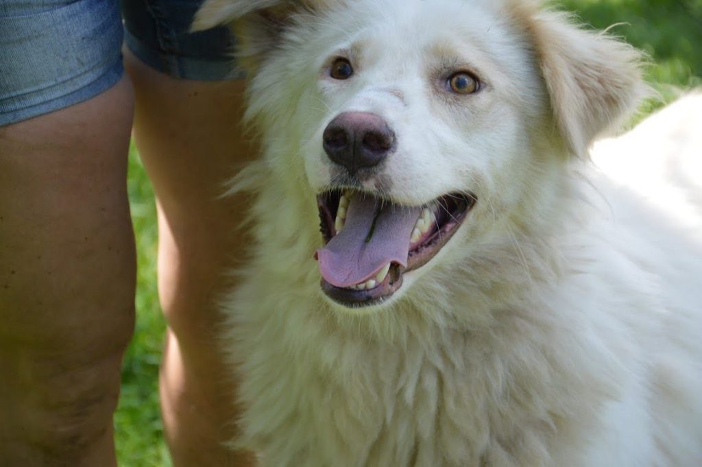 Hund-100