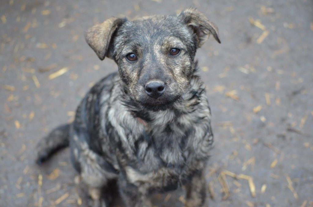 Hund-101