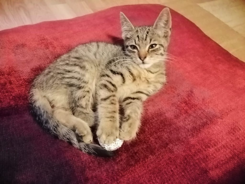 Katze-094