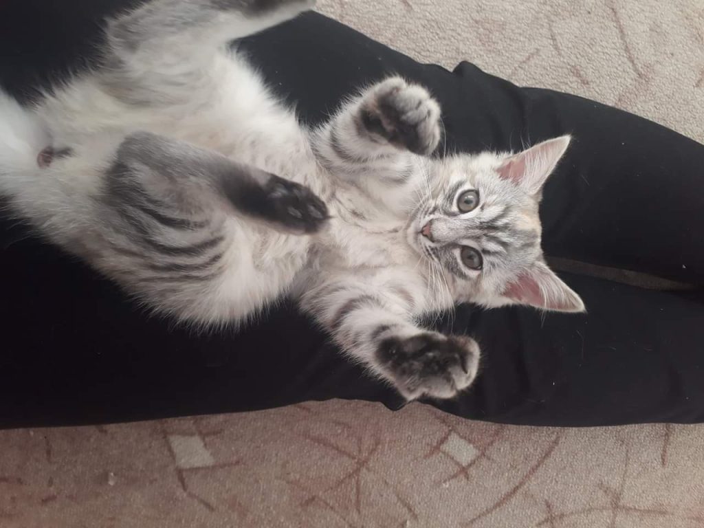 Katze-095