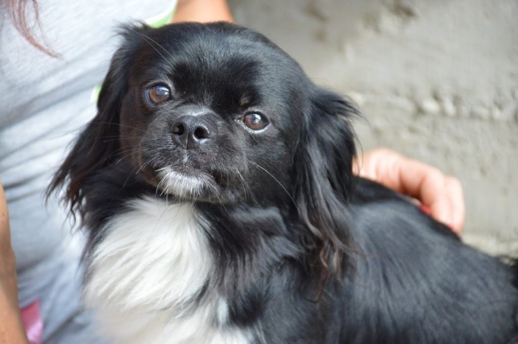 Hund-105