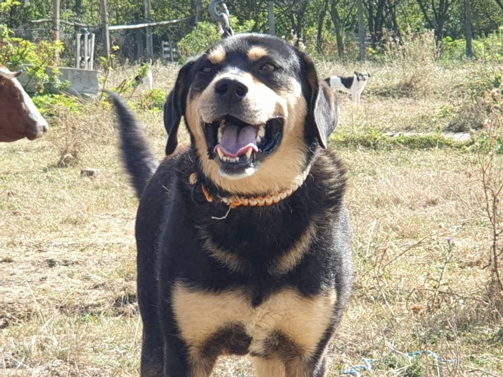 Hund-042
