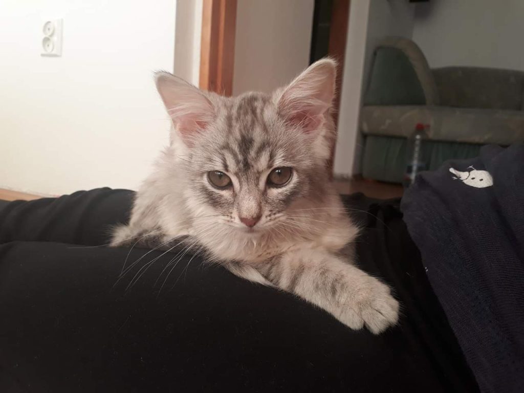 Katze-100