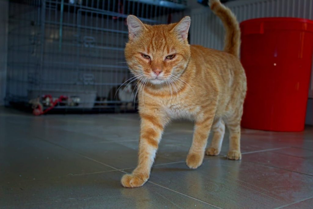 Katze-102