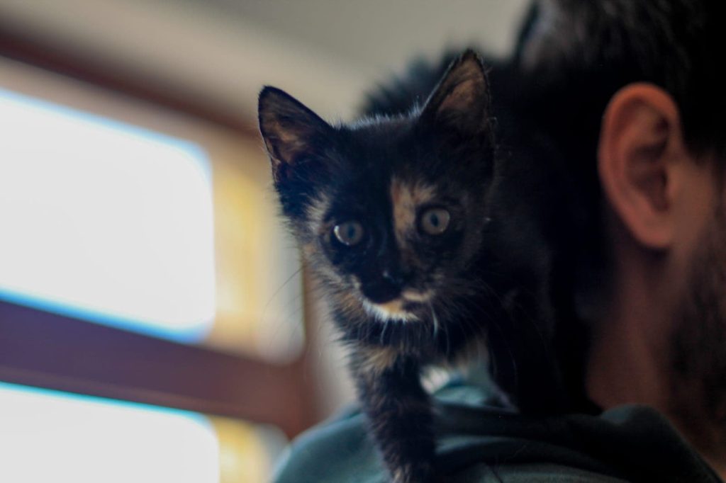 Katze-104