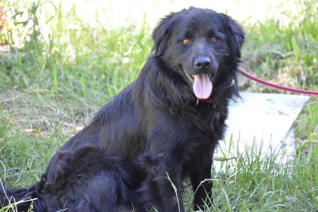 Hund-112