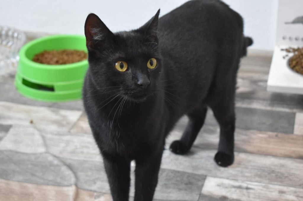 Katze-109