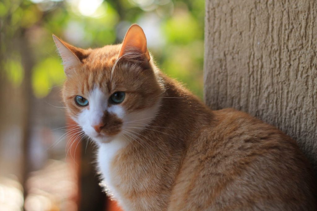 Katze-110
