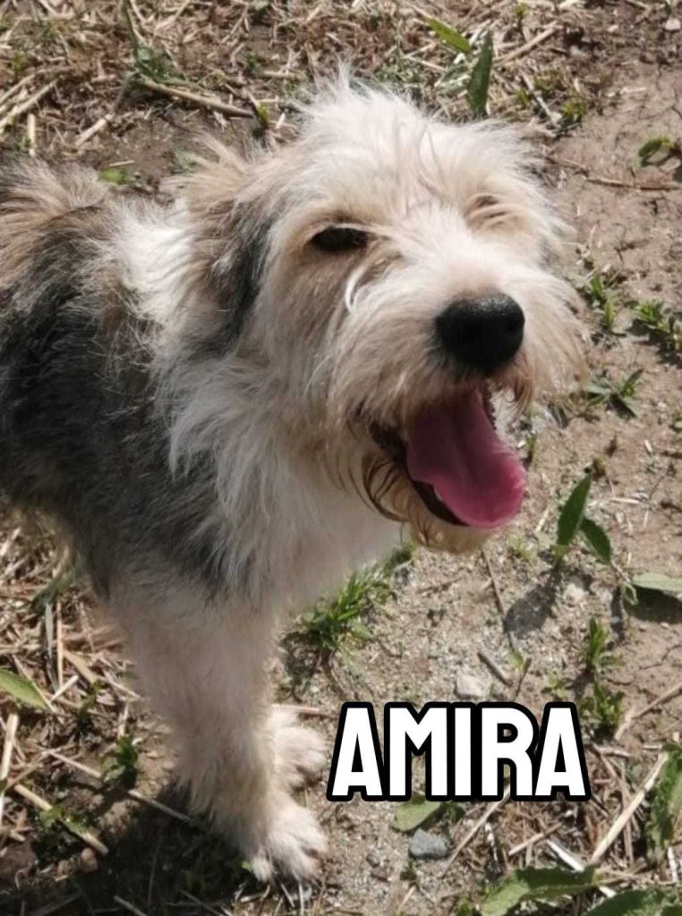 Amira