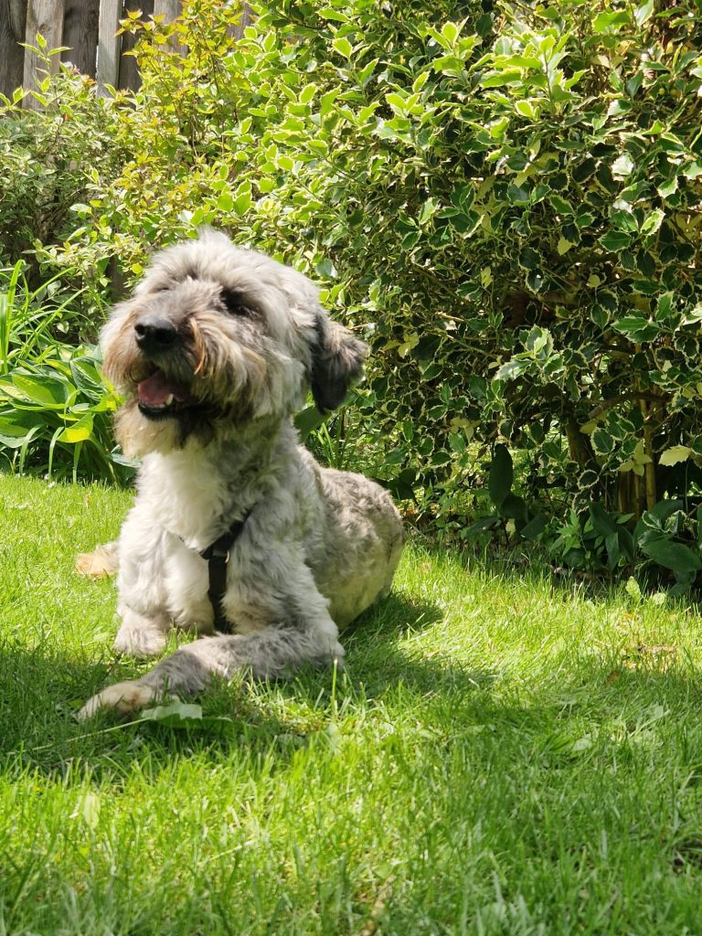 Bailey