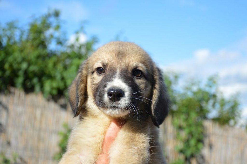 Balu