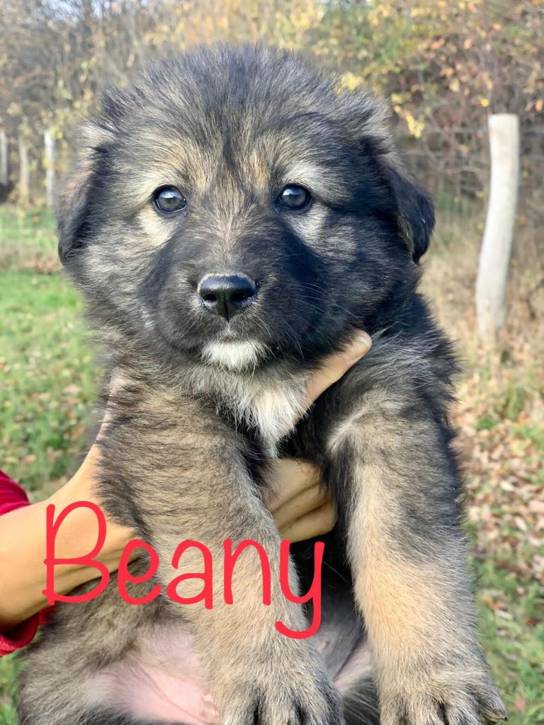 Beany