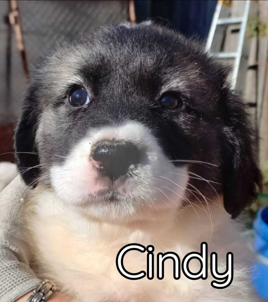 Cindy