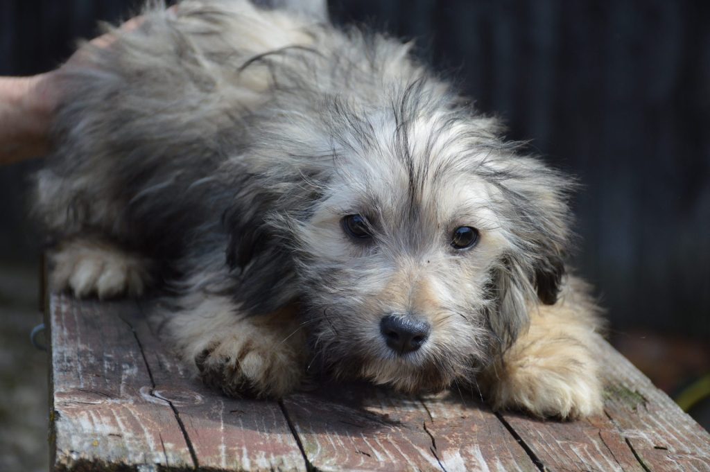 Hund-120