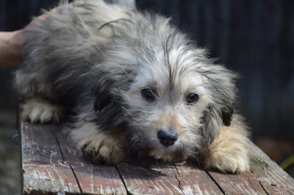 Hund-032