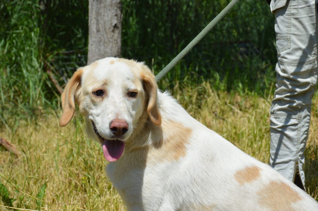 Hund-121