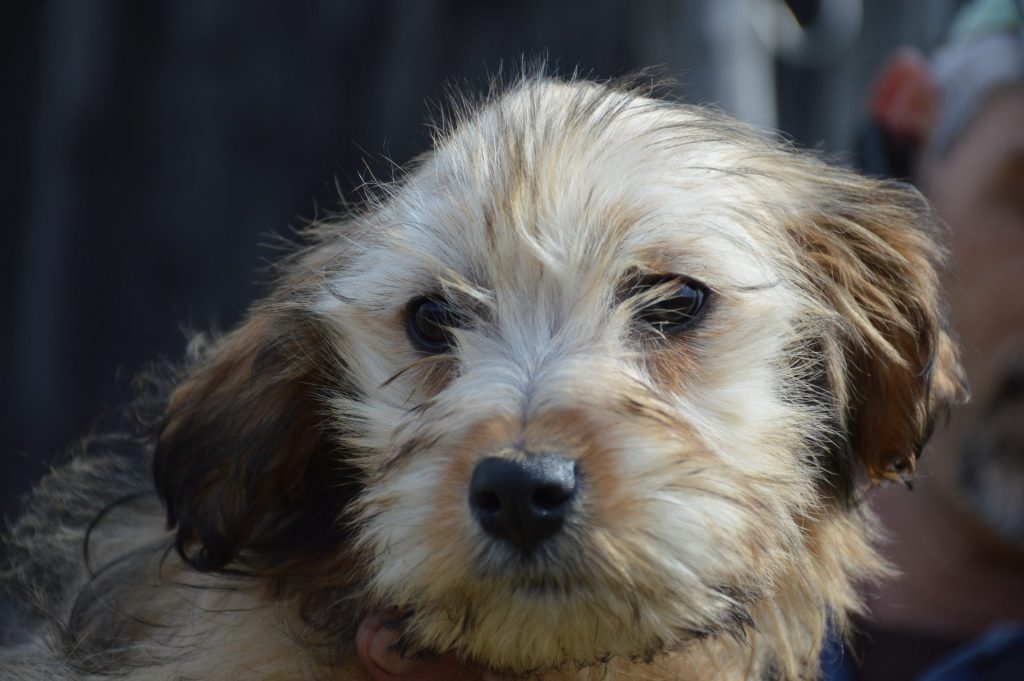 Hund-122