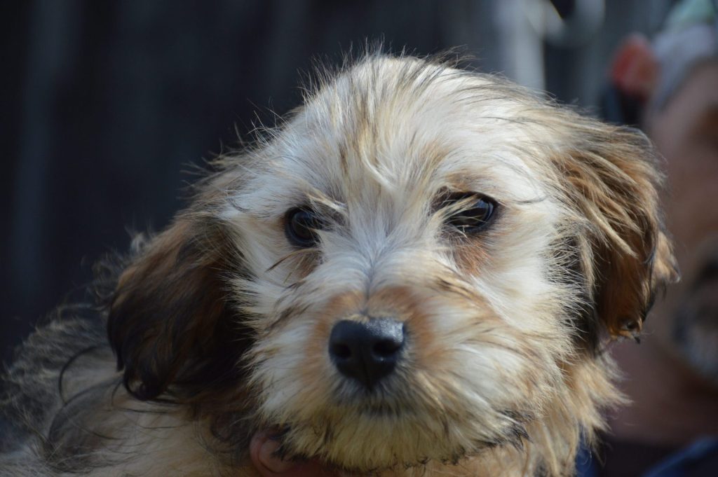 Hund-034