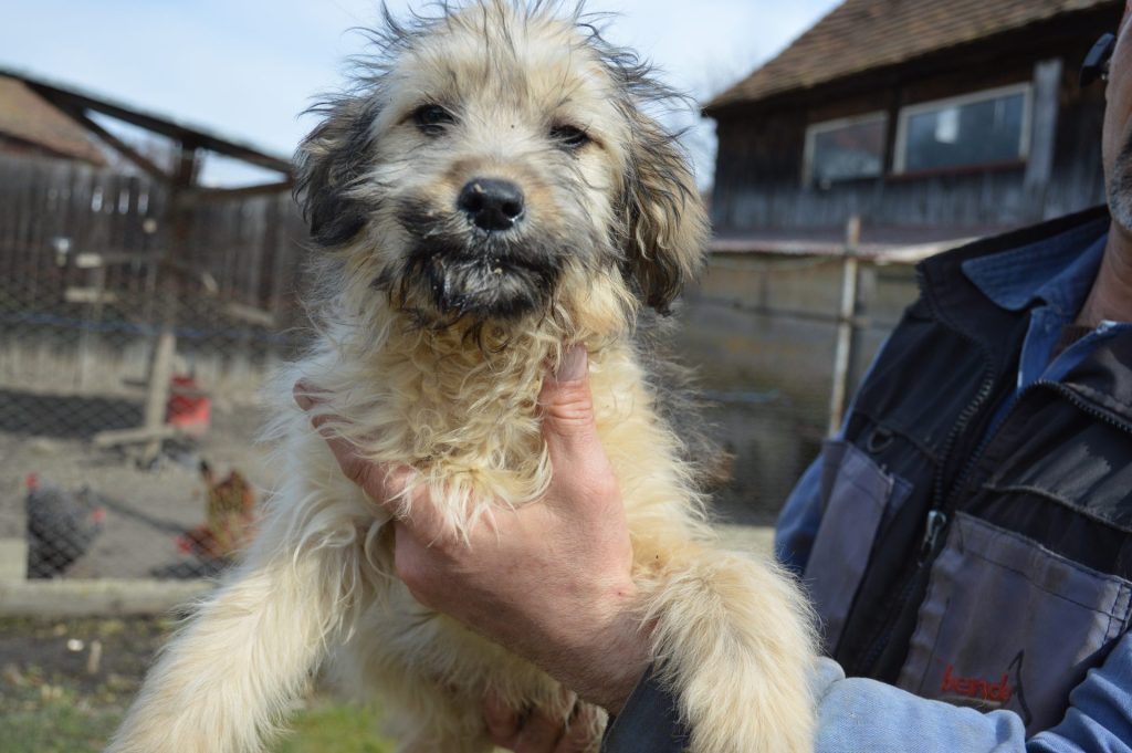 Hund-116