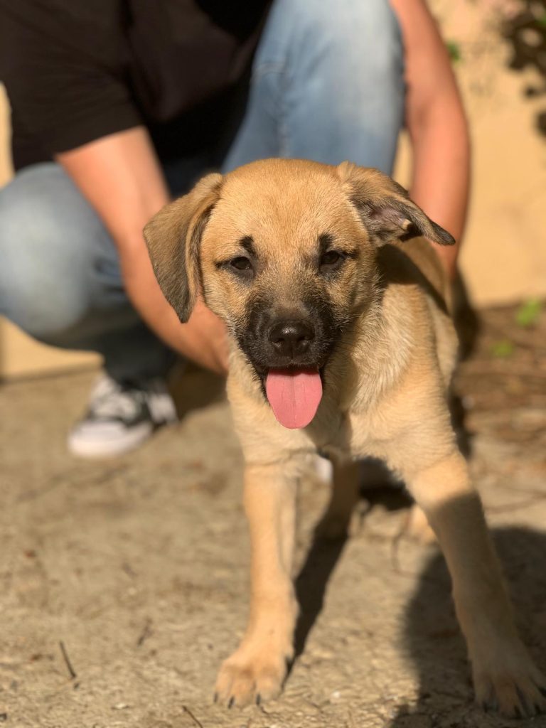 Hund-019