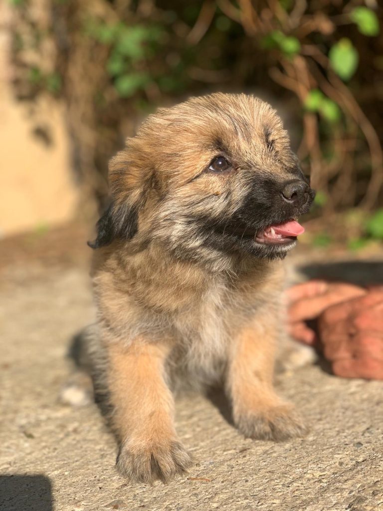 Hund-020