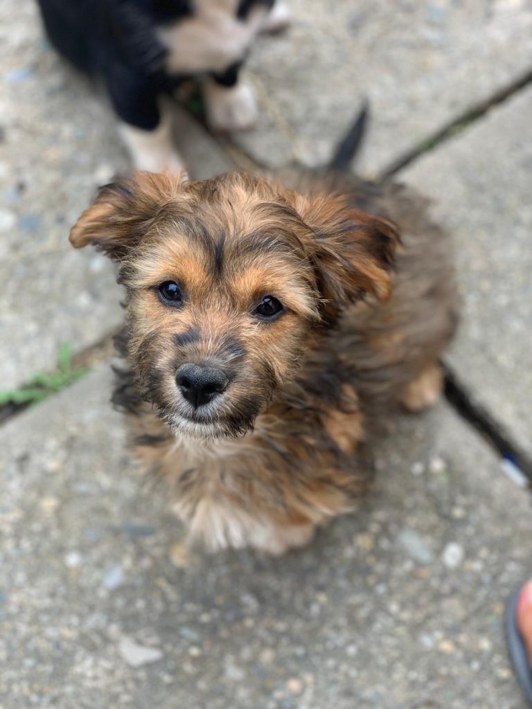 Hund-012