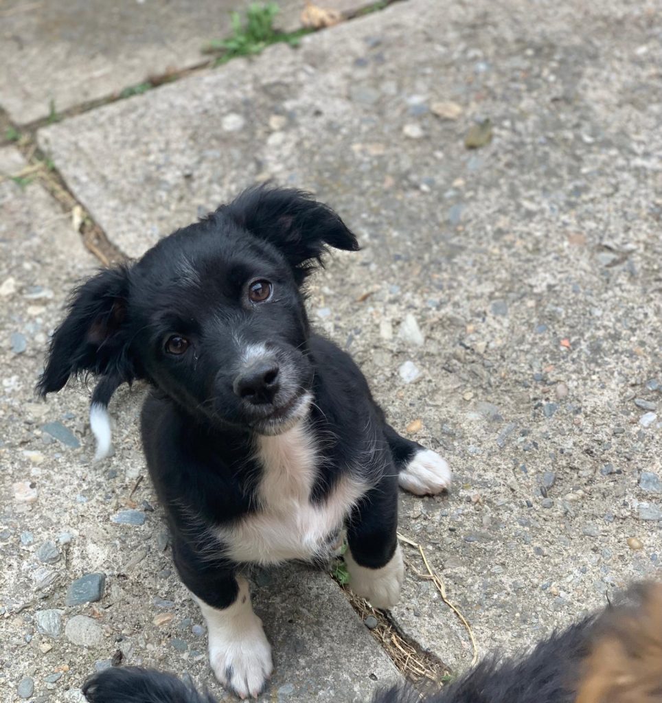 Hund-011