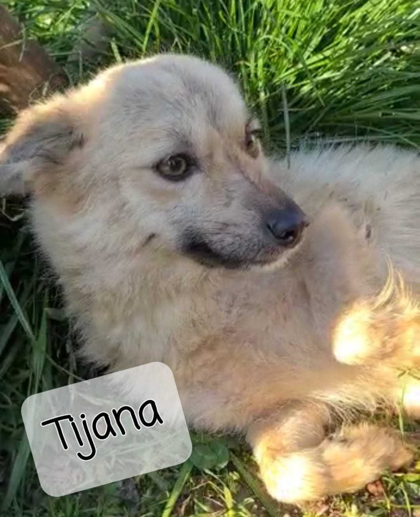 Tijana