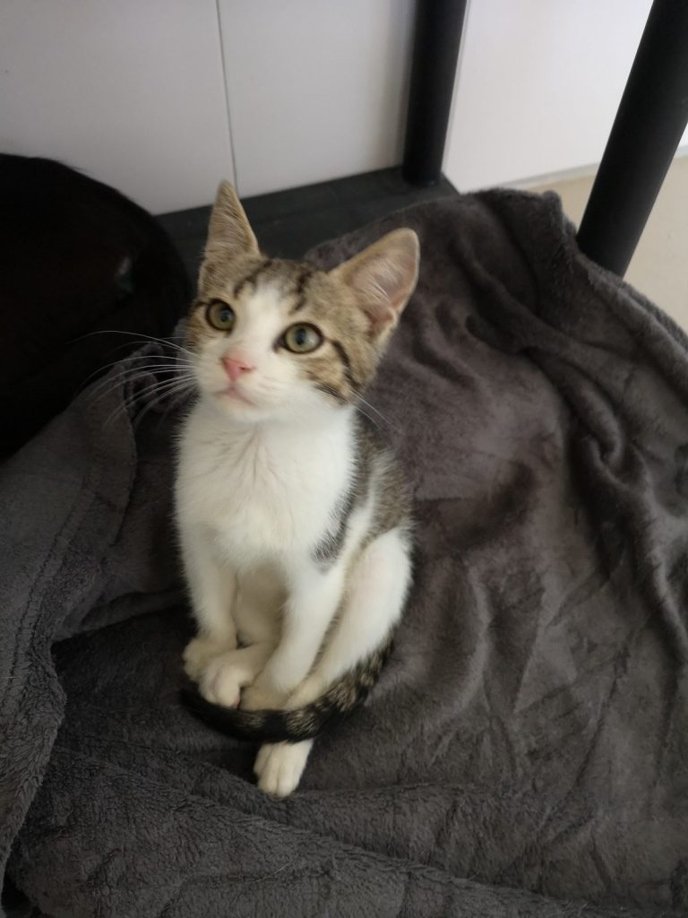 Katze-022