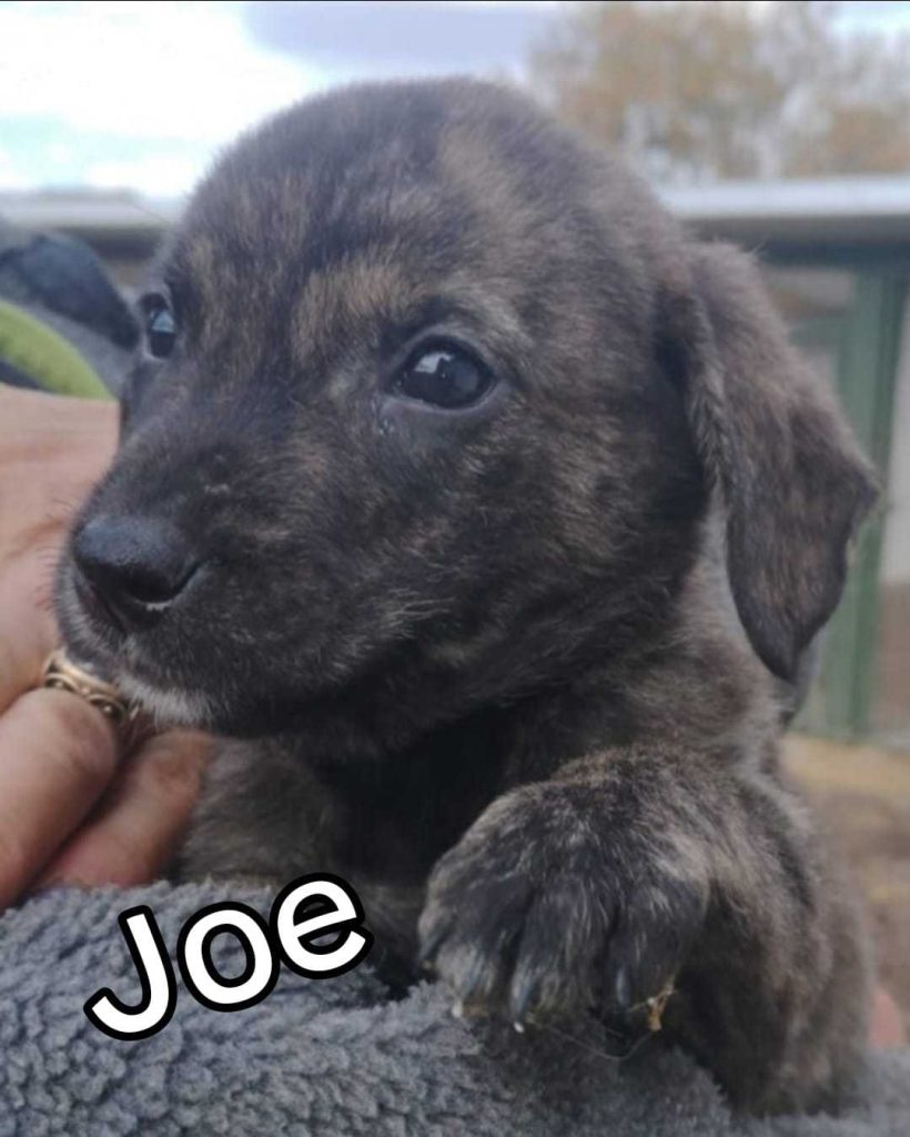 Joe